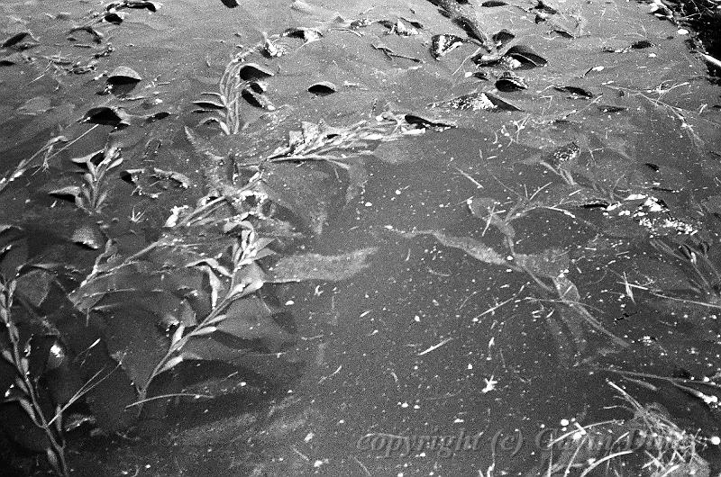 Sea weed, Penguin Beach, Dunedin 00570020.JPG - Kodak TriX 400 film